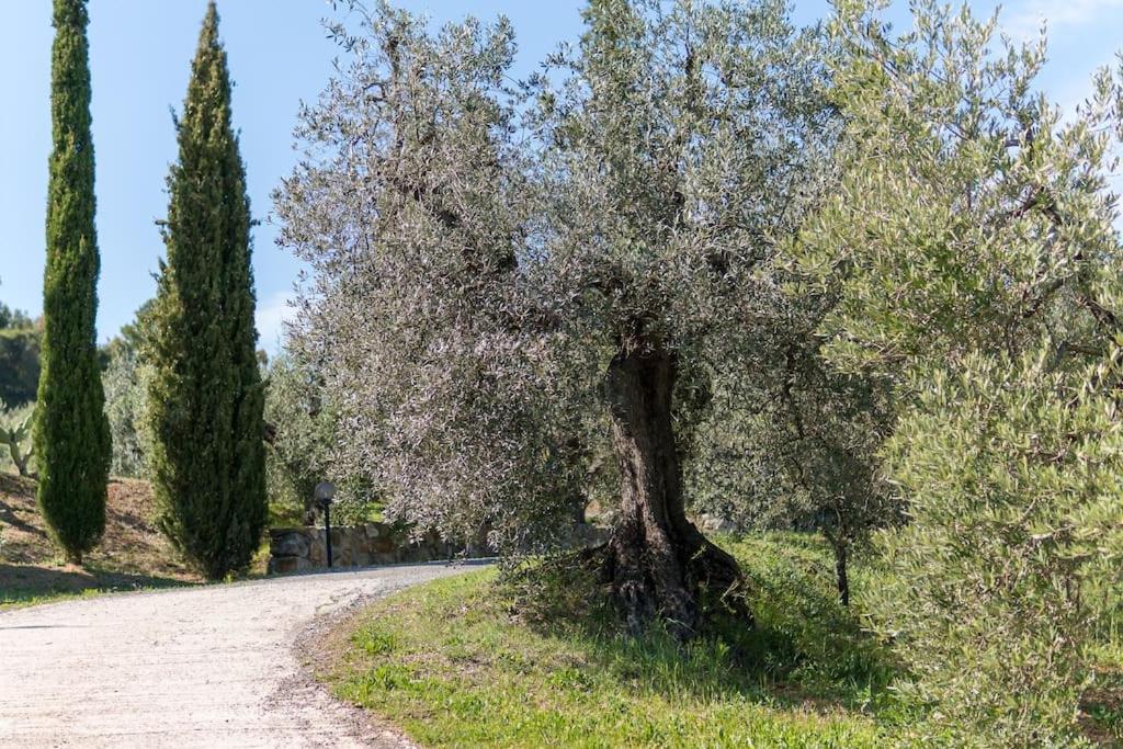 Agriturismo De Santis Castiglioncello Exteriör bild