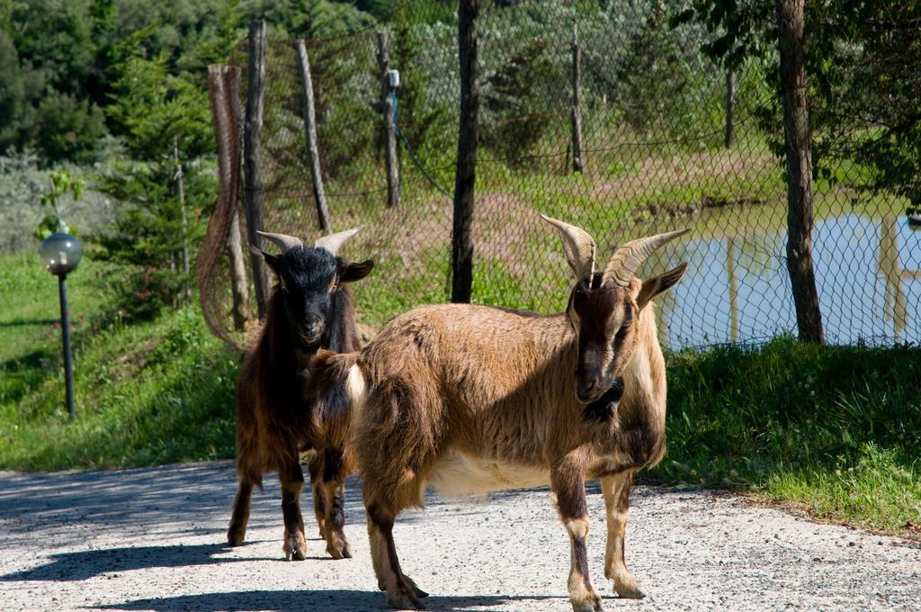 Agriturismo De Santis Castiglioncello Exteriör bild